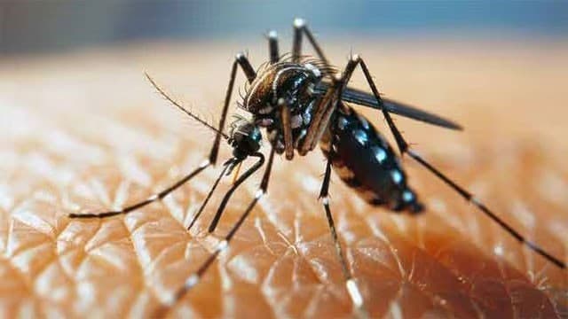 Sri Lanka reports 86,000 dengue cases so far this year
