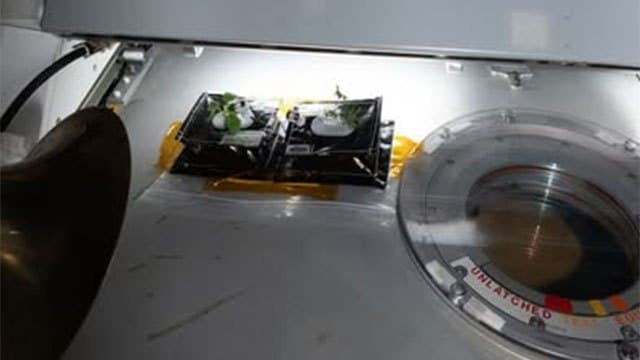 International Space Station shares details of new plants sprouting in space