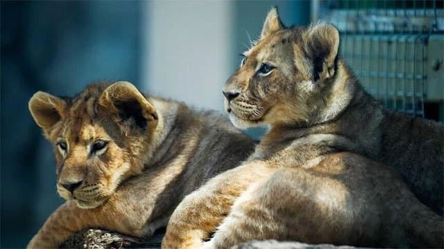 3 lions die of suspected heatstroke at Tokyo zoo amid prolonged extreme heat