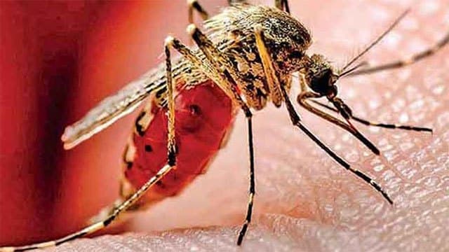 Sri Lanka’s dengue cases near 87,000 as Gampaha records highest infections