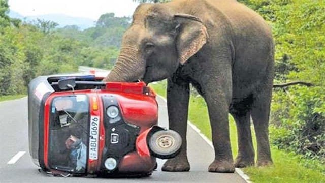 Committee meets to draft new National Action Plan on human-elephant conflict management