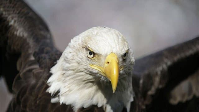 Jackie, the famous California bald eagle, dies after weeks of intensive care