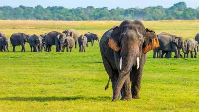 World Elephant Day: Sri Lanka records 180 elephant deaths so far in 2026
