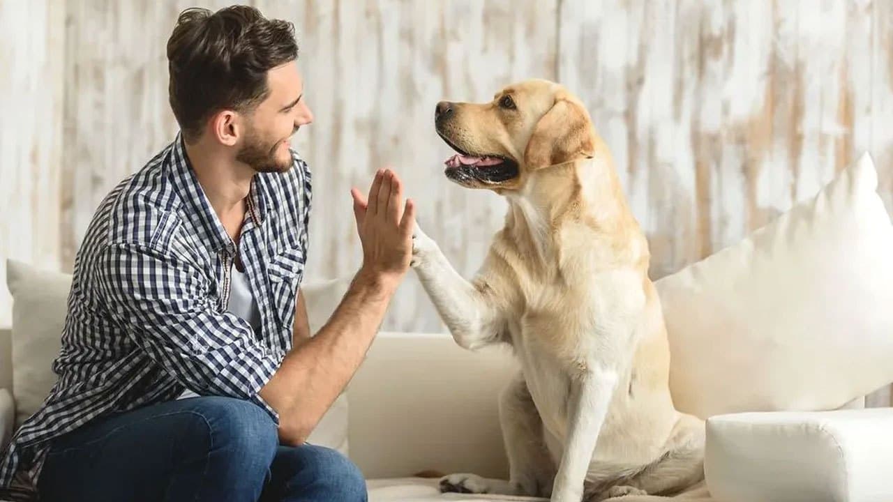 Dogs can distinguish between emotions in a human face, study shows