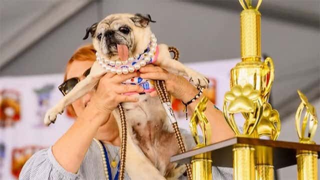 Jinny Lu, a rescue Pug, wins the ‘World’s Ugliest Dog’ contest