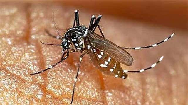Dengue cases in Sri Lanka surpass 92,000 with 68 deaths