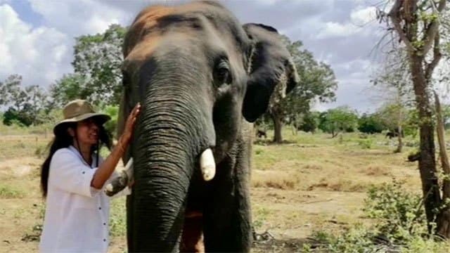 New Animal Welfare Bill seeks stronger legal protection for animals