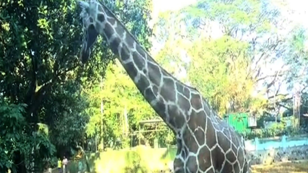 Elderly giraffe dies at Dehiwala Zoo