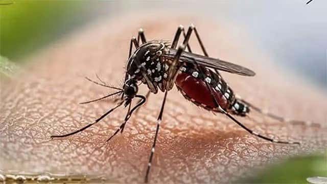 Sri Lanka’s dengue death toll rises to 71