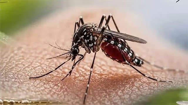 Sri Lanka’s dengue death toll rises to 71