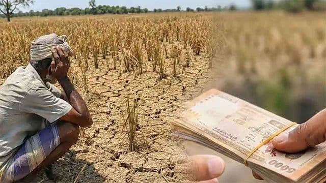 Dry weather damages nearly 8,000 acres of crops, 7,000 farmers affected
