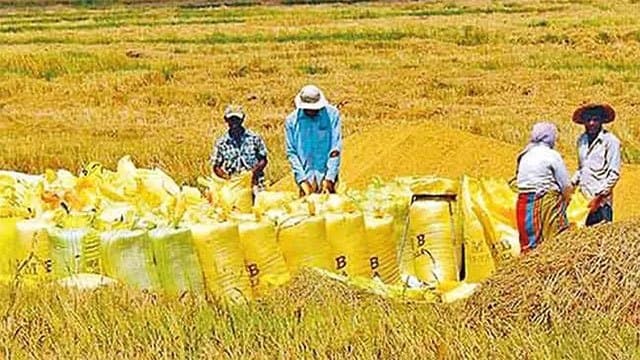 Paddy Marketing Board purchases 45,362 MT of paddy under Yala season programme