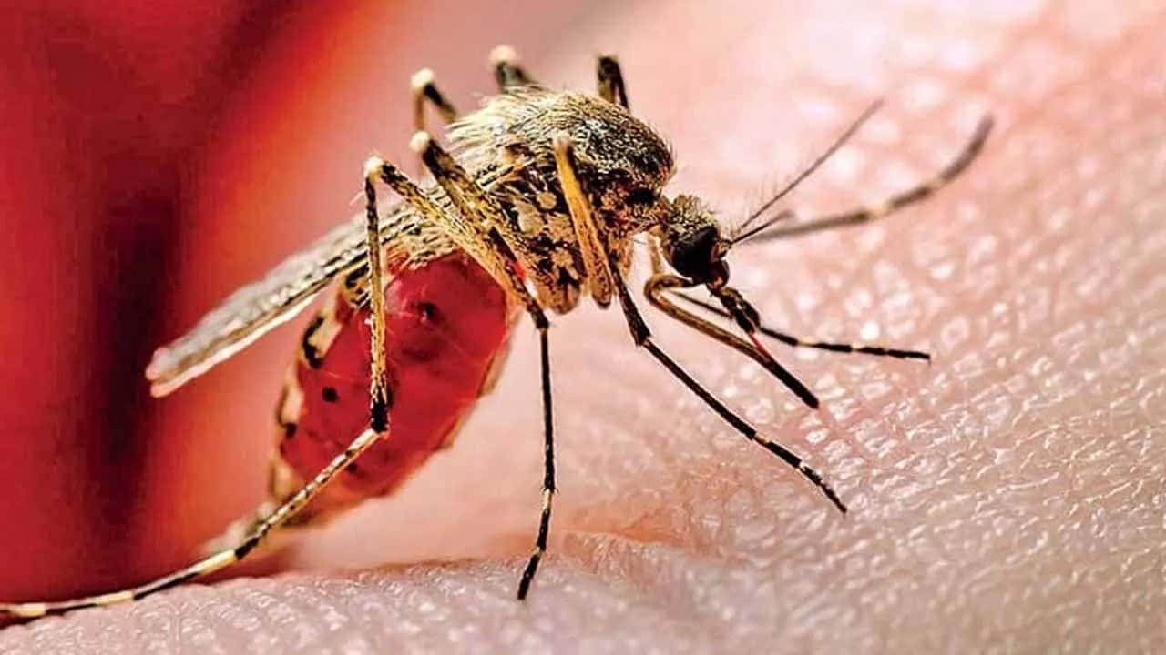 Dengue cases in Sri Lanka surpass 95,000