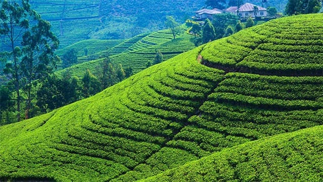 1,500 hectares in Nuwara Eliya to be gazetted as protected areas