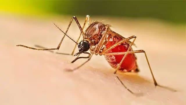 50 MOH areas remain at high risk for dengue