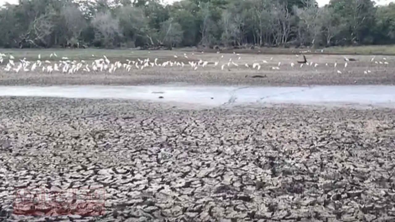 Water levels in 612 Anuradhapura tanks fall below 5% due to severe drought