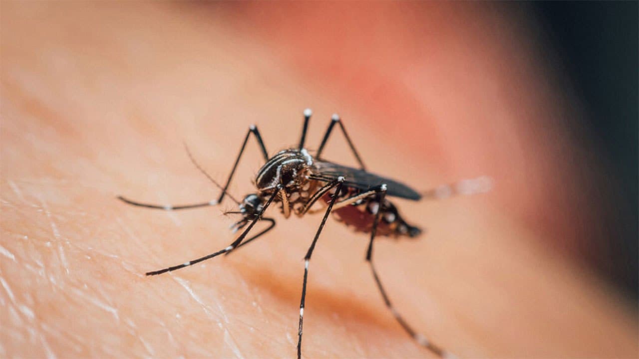 Sri Lanka records over 10,000 dengue cases in August