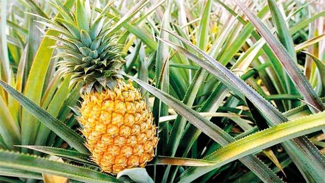 New insurance scheme introduced to protect fruit farmers