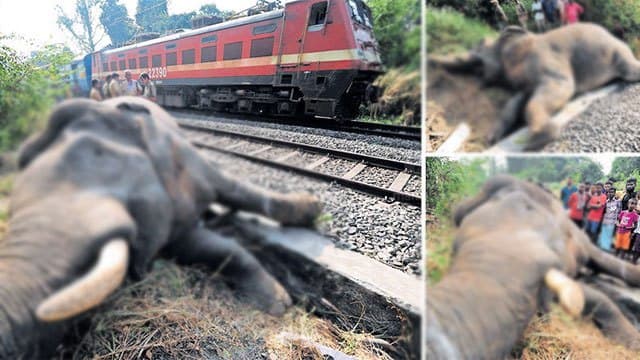 13 locations to get new system to prevent elephant-train collisions