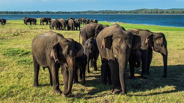 Expedited action urged to formulate national policy on human-elephant conflict