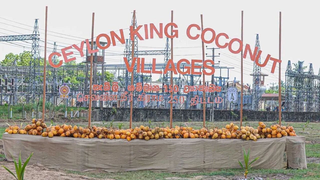 National programme launched to establish 250 ‘Ceylon King Coconut Villages’