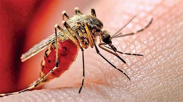 Dengue cases reported in Sri Lanka surpass 96,000