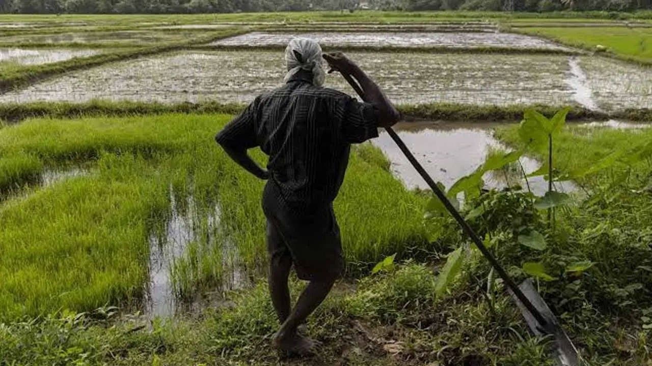 Final decision on Maha season cultivation to be made on Sep. 18 - Ministry