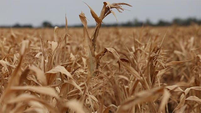 World food prices at highest since 2022 as supply risks mount, FAO says