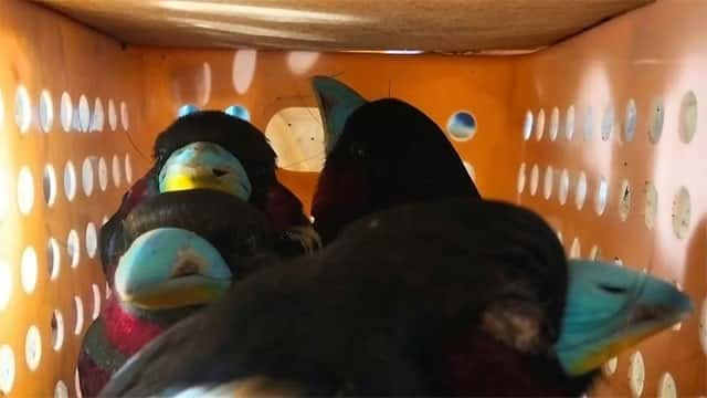 Sri Lankan man held in Indonesia after 101 birds found in suitcase