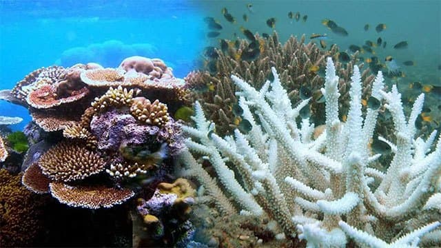 El Niño conditions raise concerns over coral reefs and marine habitats
