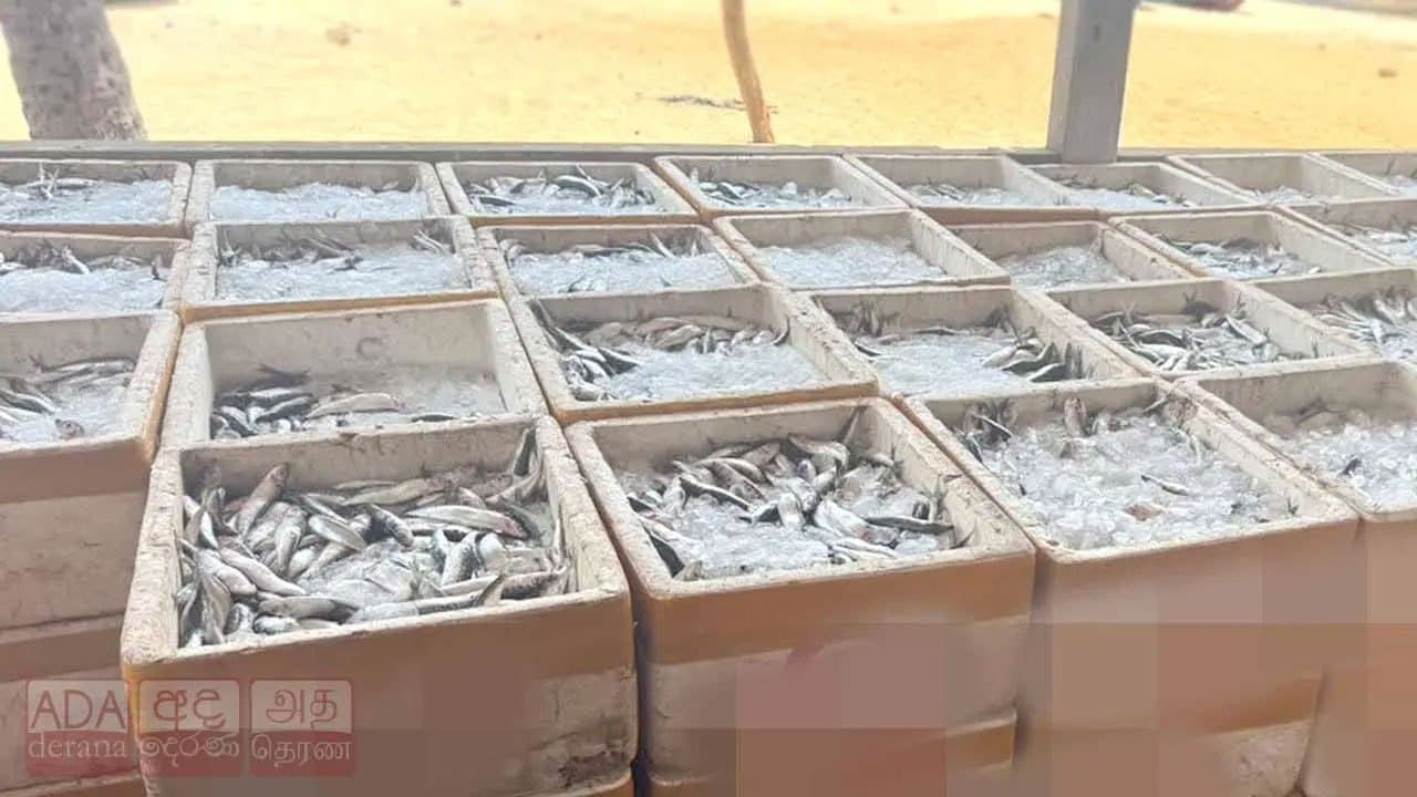 Woman arrested with over 3,200kg of fish allegedly caught using explosives