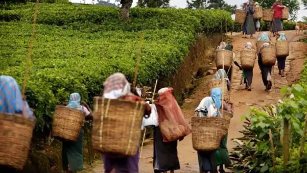 Government to pay Rs. 4.5 billion in arrears to state plantation workers