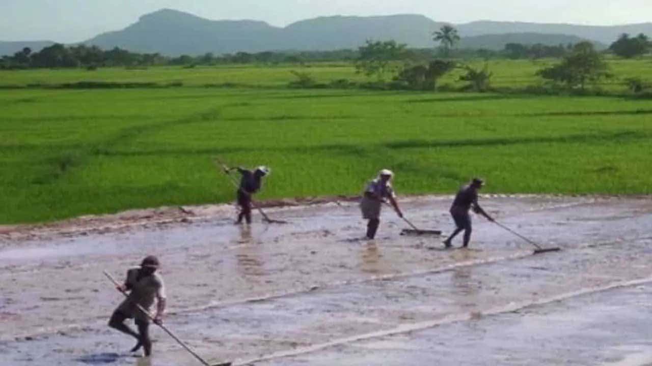 Government targets 800,000 hectares of paddy cultivation for Maha Season