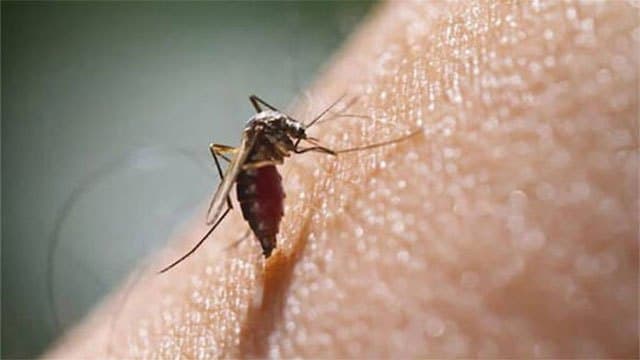 Dengue death toll in Sri Lanka rises to 74