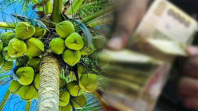 Special subsidy programme introduced to protect coconut cultivation amid dry weather