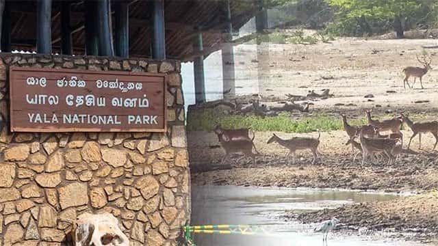 Blocks 1 & 2 of Yala National Park temporarily closed from today
