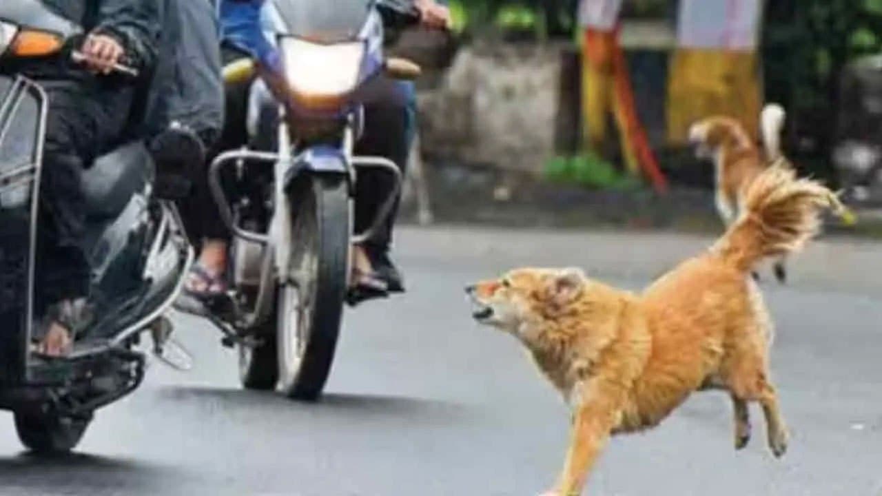 Stray dogs blamed for 30% of road accidents, veterinary expert says