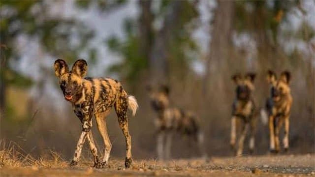 Wild dogs record 2,500-mile trek across Africa in search of a mate
