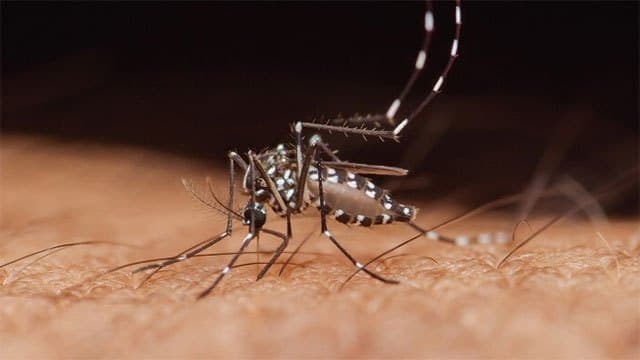 Dengue cases reported in Sri Lanka surpass 98,000