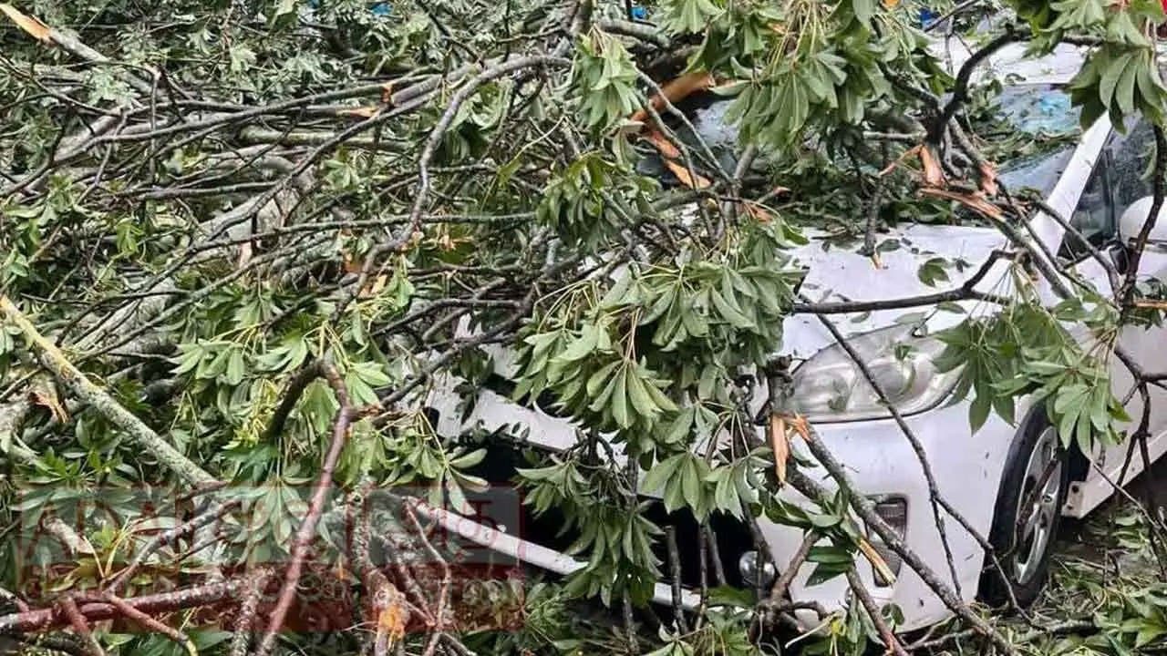 Large tree falls near Kandy Railway Station, two vehicles damaged