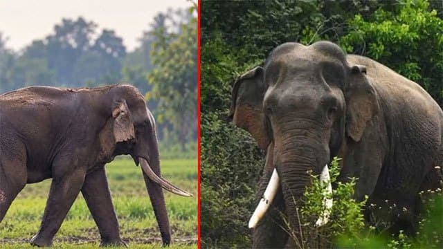 Treatment commences for tusker ‘Kawanthissa’ in Galgamuwa