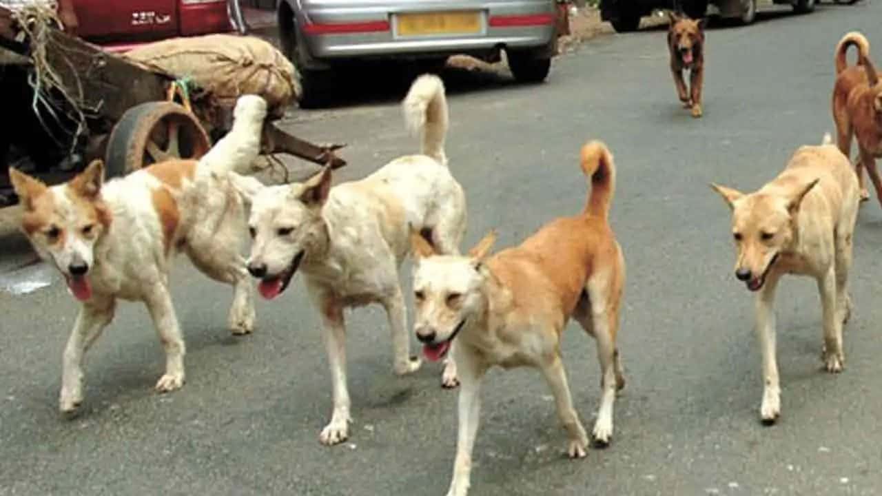 GMOA calls for amendments to Draft Bill on Elimination of Rabies and Registration of Dogs