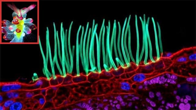 Prize-winning image which sparked backlash was AI-generated, Nikon rules