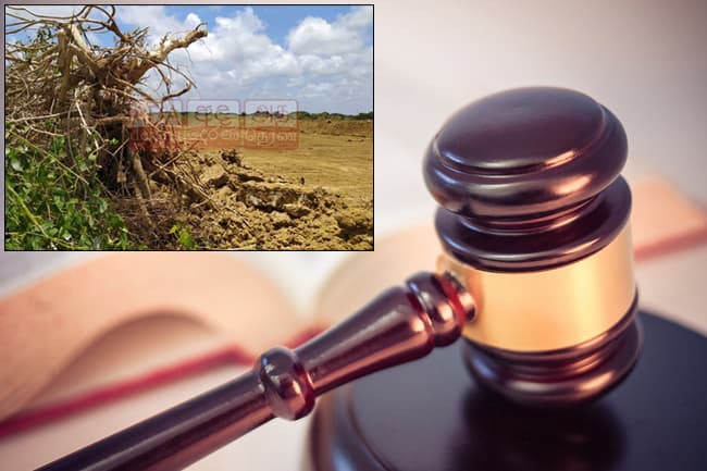 Anawilundawa Wetland clearing: Businessman, backhoe driver granted bail