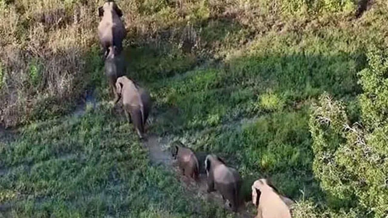 Integrated programme launched to tackle human-elephant conflict