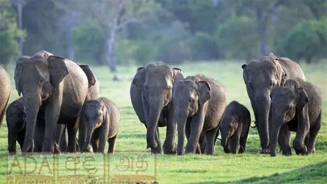 180 wild elephant deaths reported in seven months; 75 linked to human activities