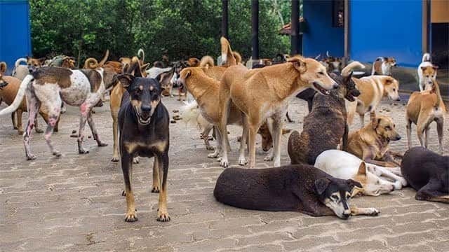 New Bill to eliminate rabies and regulate dog registration presented to parliament