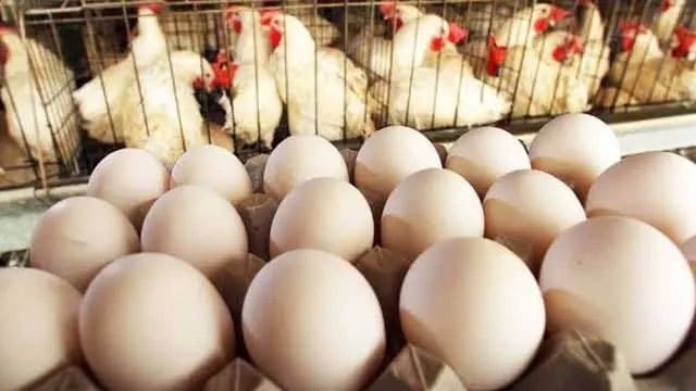 Maize shortage threatens poultry production ahead of festive season